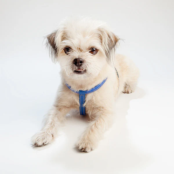Italian Leather Leash in Blue - Image 4