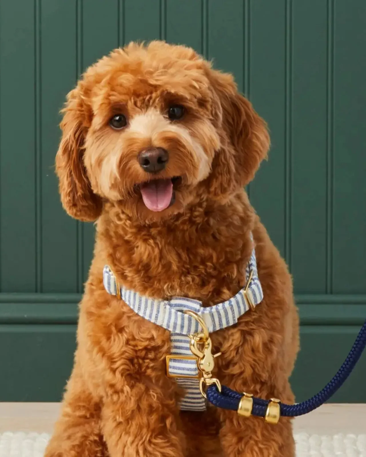 Lake Blue Stripe Dog Harness - Image 4