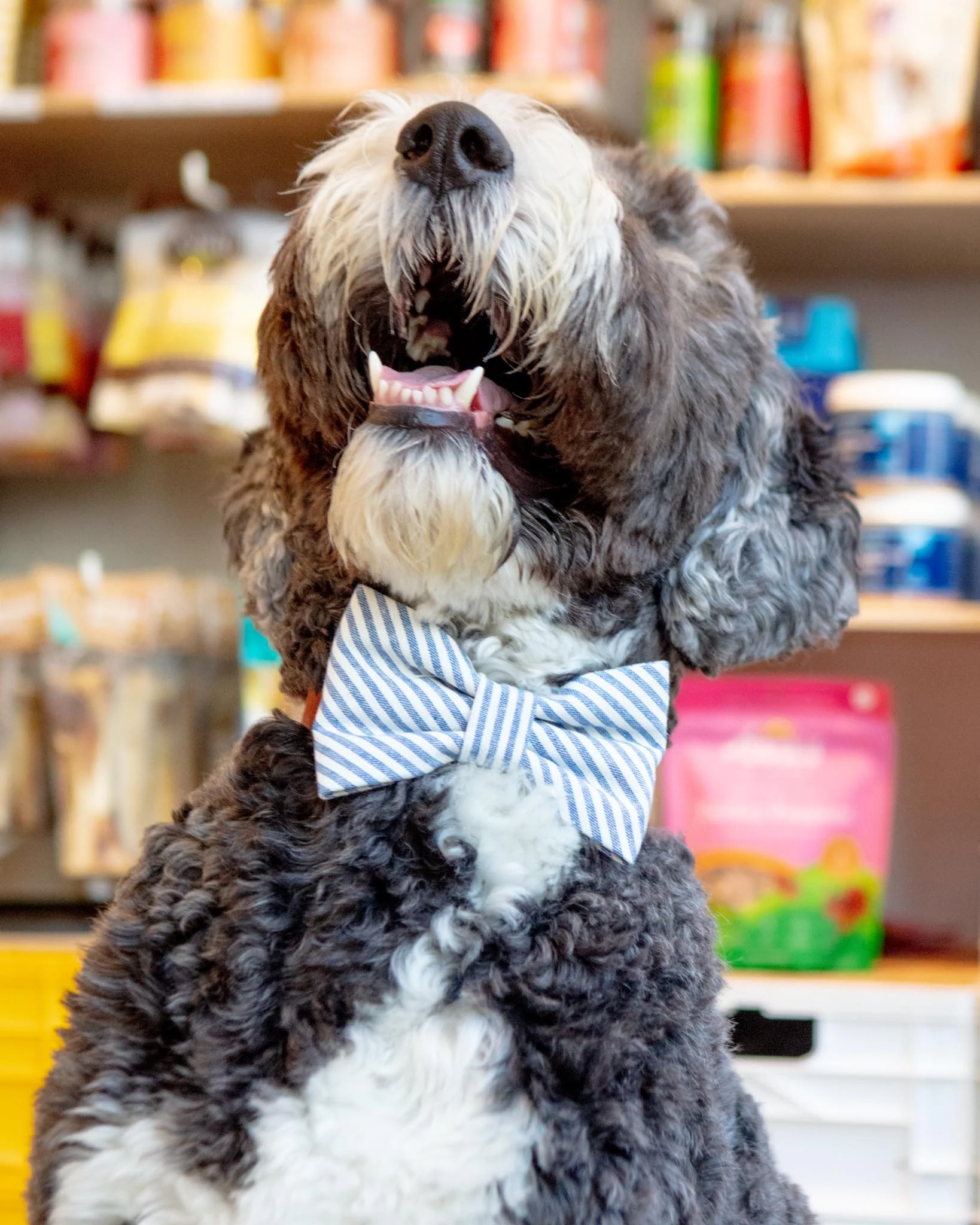 Lake Blue Stripe Spring Dog Bow Tie (Made in the USA) - Image 3