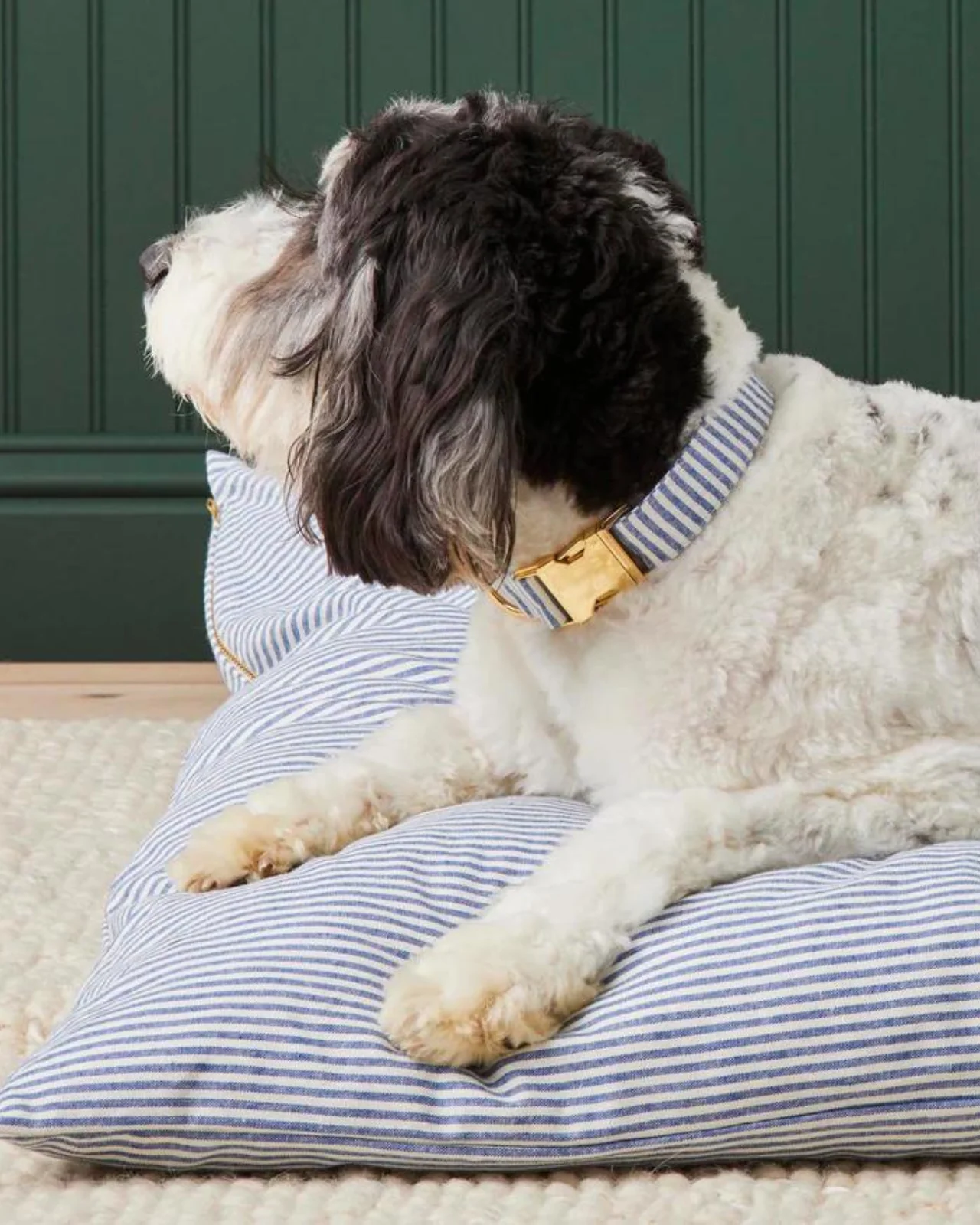 Lake Blue Stripe Dog Collar - Image 4
