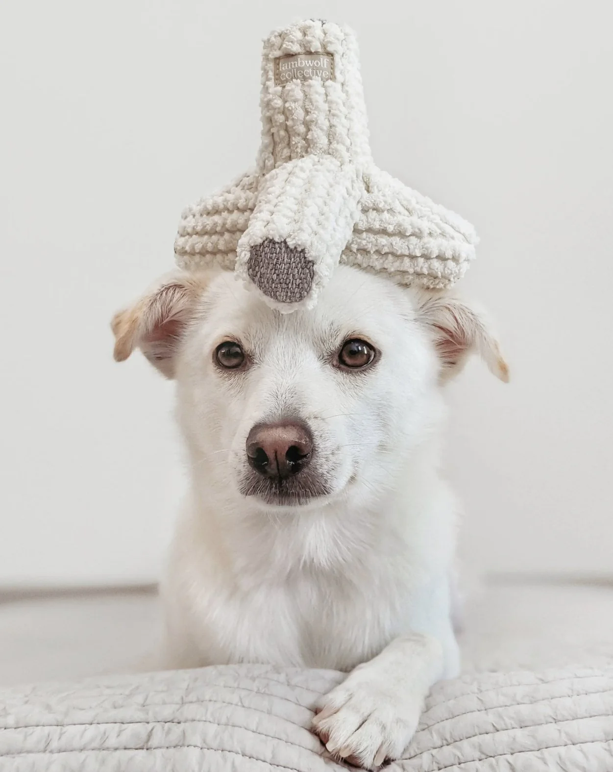 Breuer Crinkle & Squeak Dog Toy in Cream (FINAL SALE)