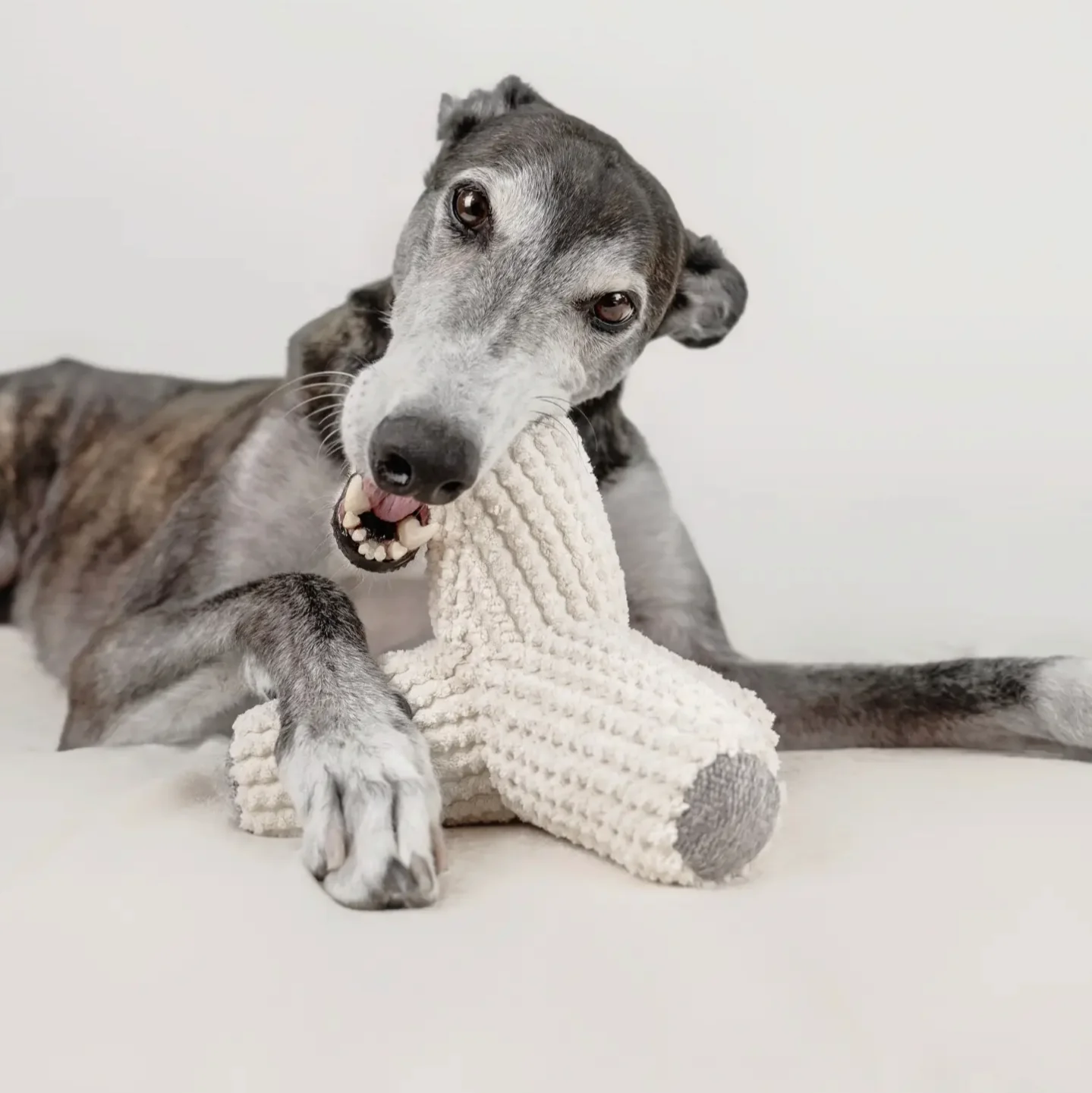 Breuer Crinkle & Squeak Dog Toy in Cream (FINAL SALE) - Image 6