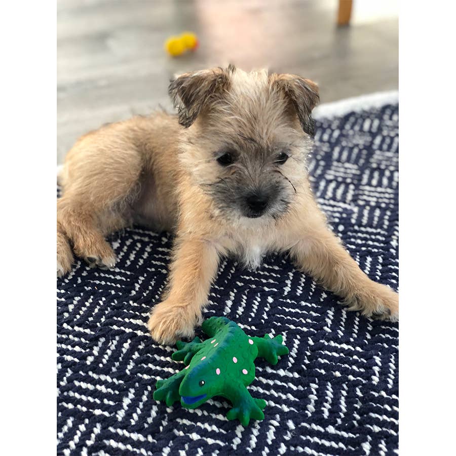 Small Squeaky Lizard - Image 4