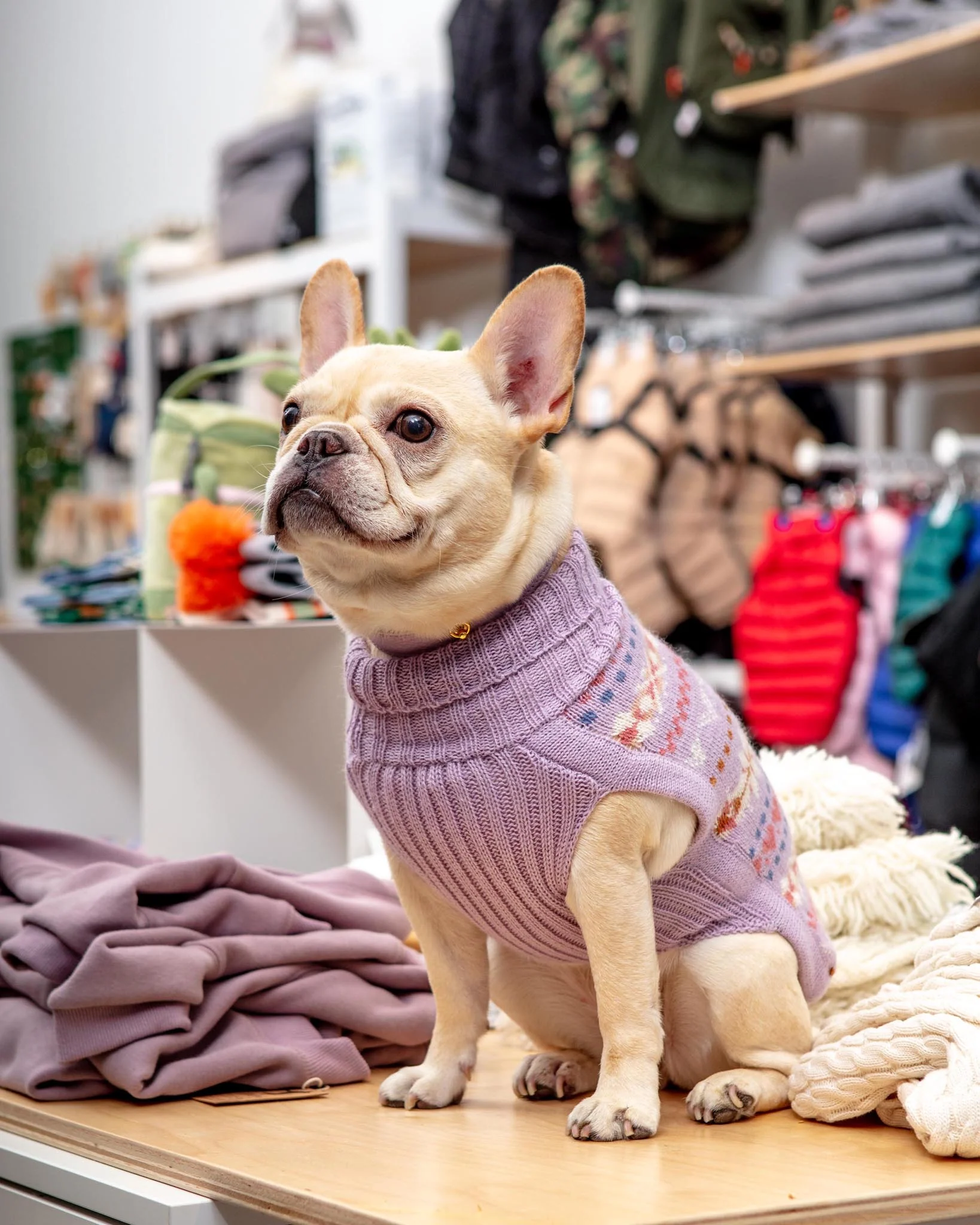 Lavender Sunrise Alpaca Blend Dog Sweater (FINAL SALE) - Image 3