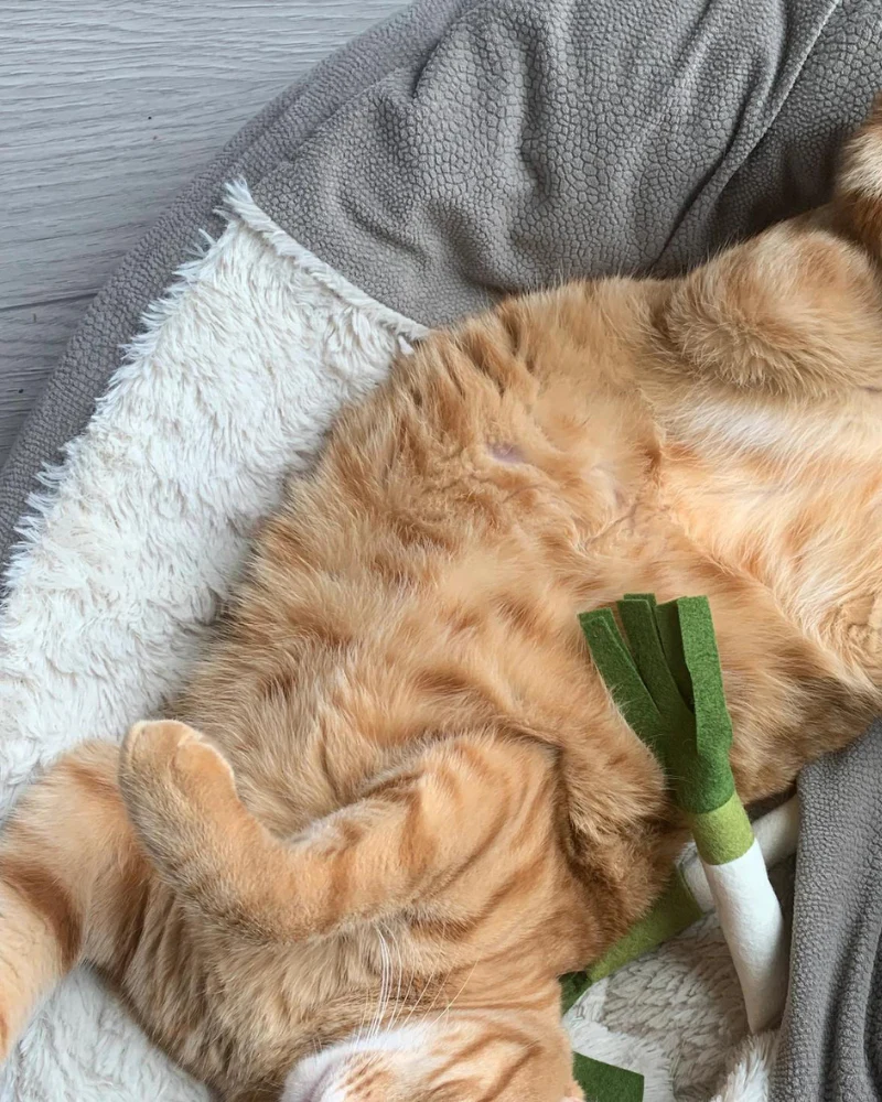 Le Petite Leek Catnip Toy - Image 2