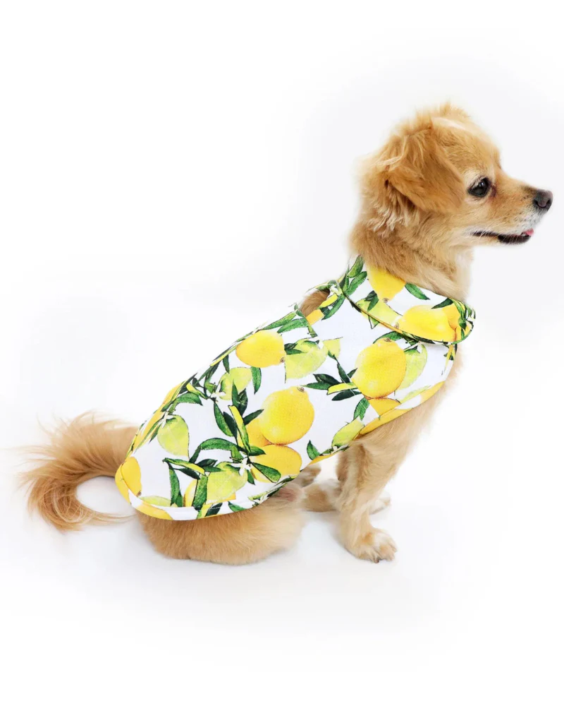 Lemon Dog Cooling Jacket (FINAL SALE) - Image 2