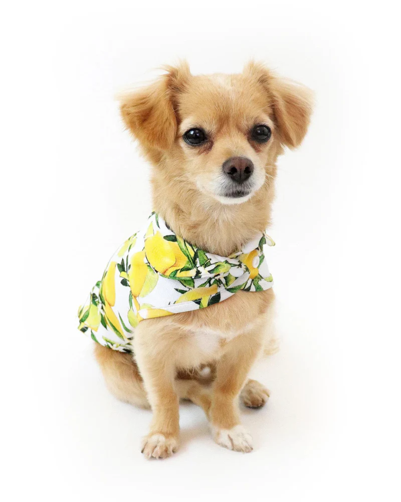 Lemon Dog Cooling Jacket (FINAL SALE) - Image 3