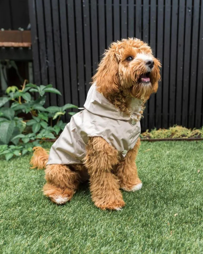 Life Dog Raincoat in Sandstone - Image 6