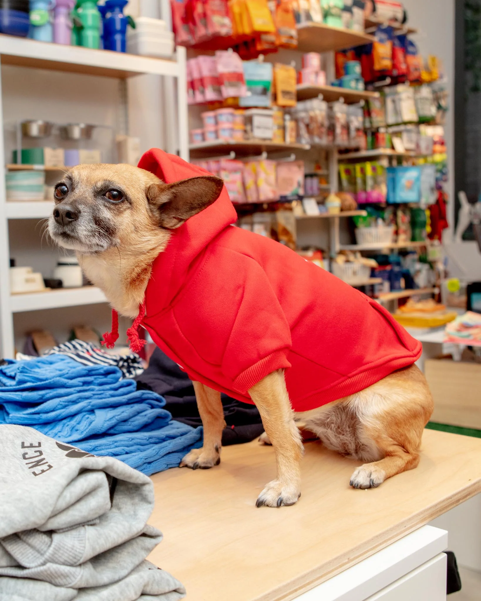 Lifeguard Dog Hoodie in Red (FINAL SALE) - Image 4