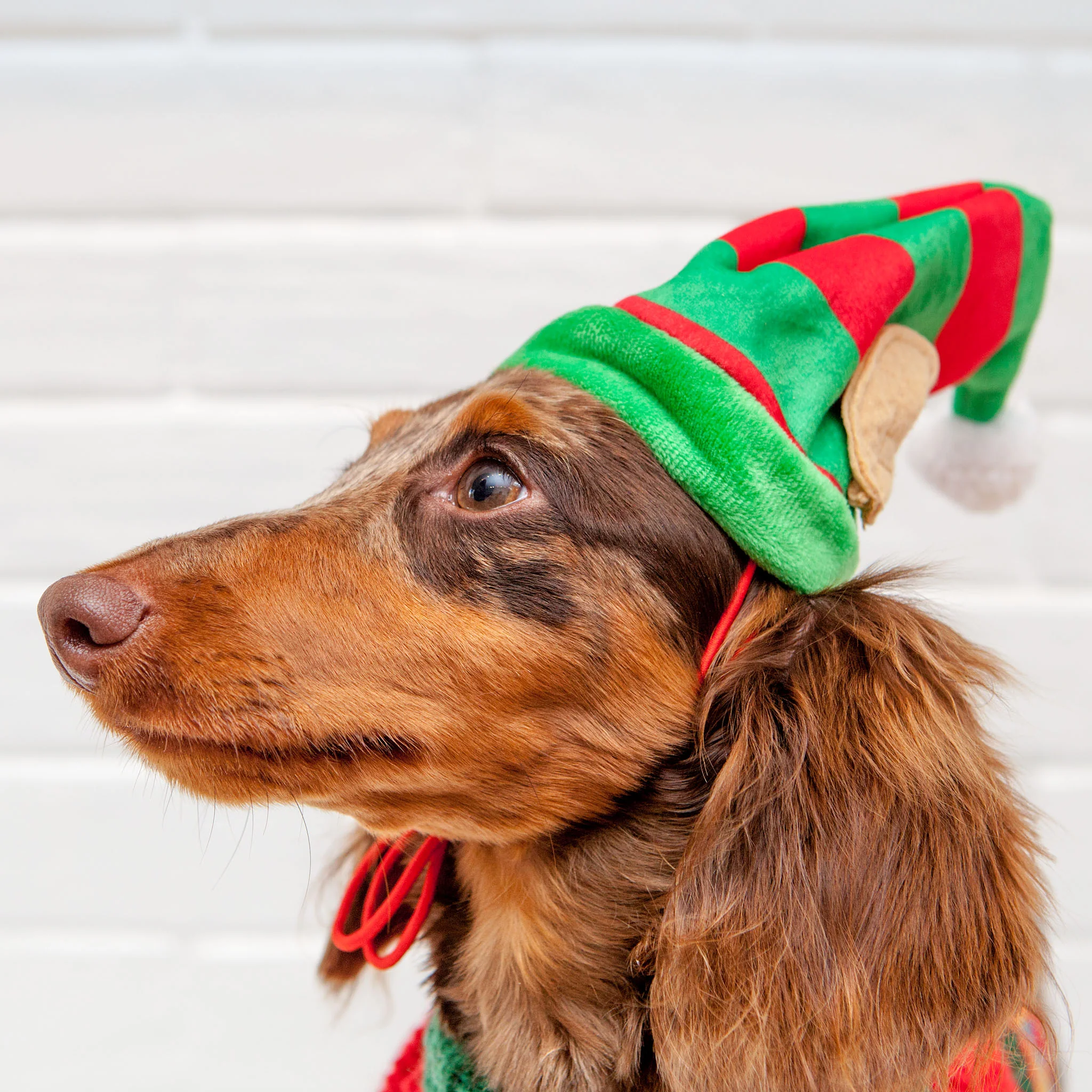 Lil' Helper Elf Hat for Dogs - Image 3