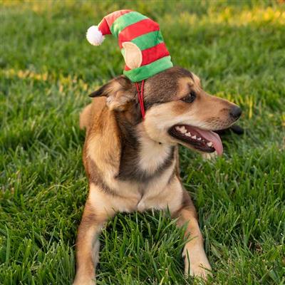 Lil' Helper Elf Hat for Dogs - Image 4