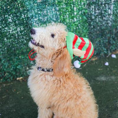 Lil' Helper Elf Hat for Dogs - Image 5