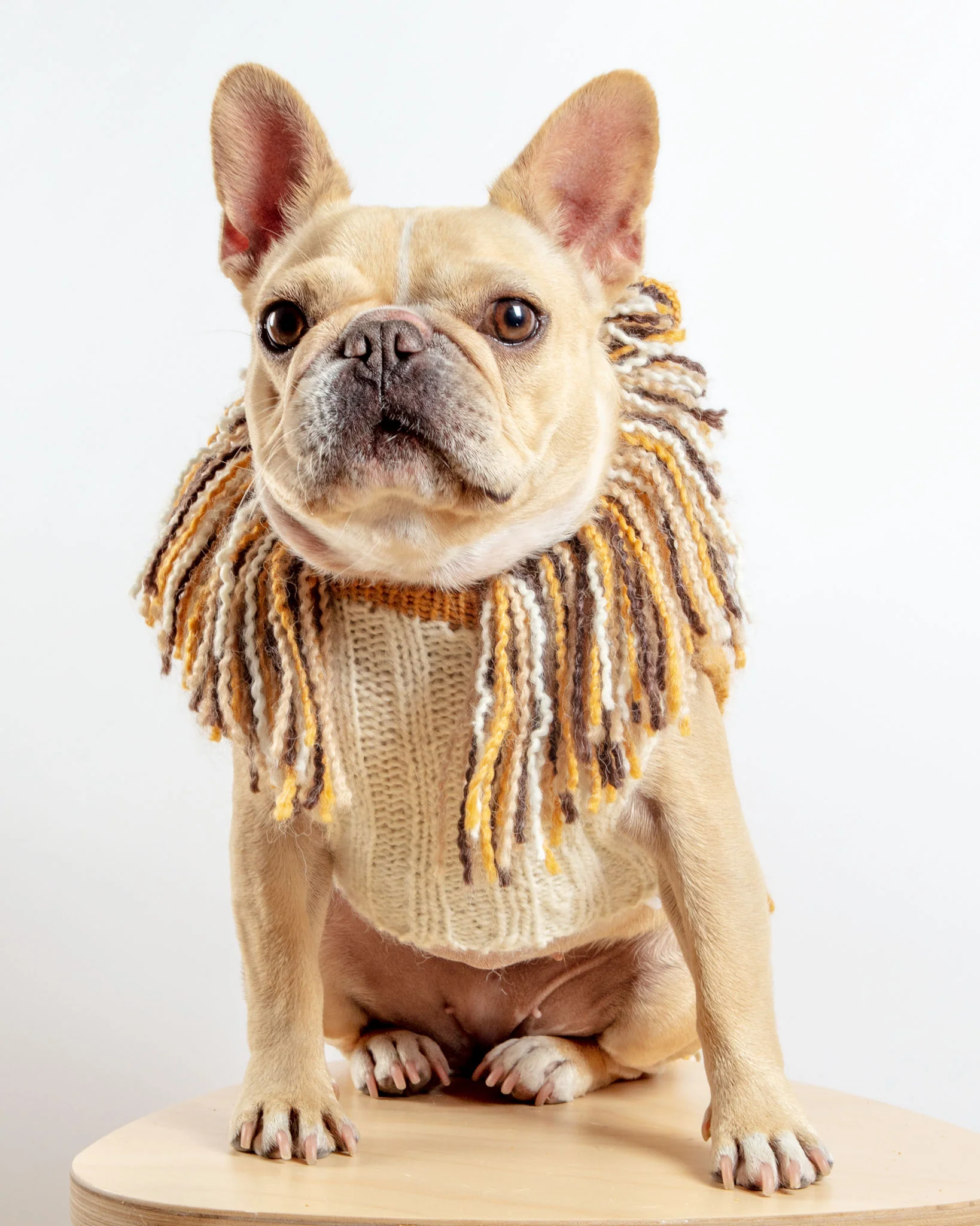 Lion Hand-Knit Dog Sweater (DOG & CO. Exclusive) (FINAL SALE) - Image 5