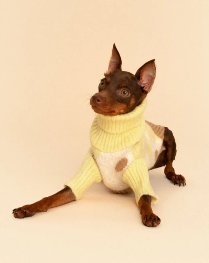 Sunny Side Dog Sweater (FINAL SALE)