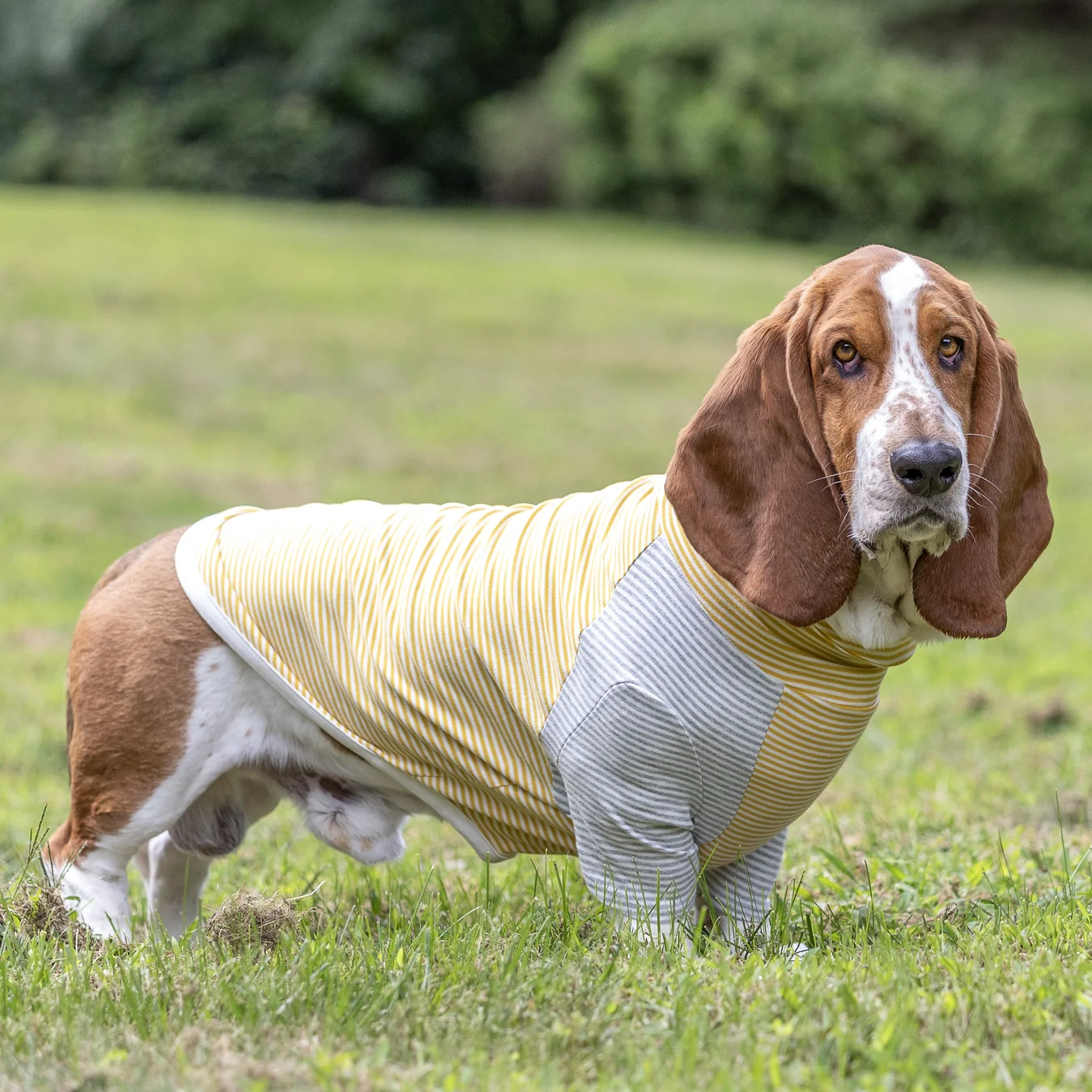 LONG DOG CLOTHING | The Early Bird - Image 4