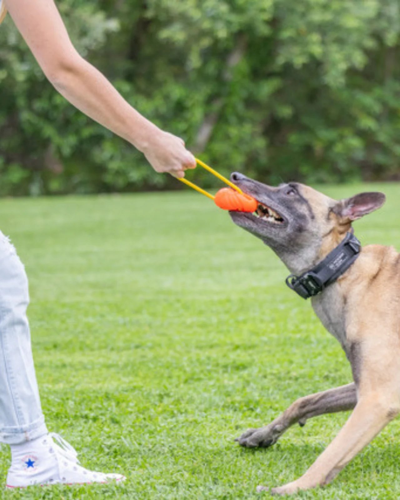 Hive Zoomer Launcher & Looped Ball Dog Toy (Made in the USA) - Image 5