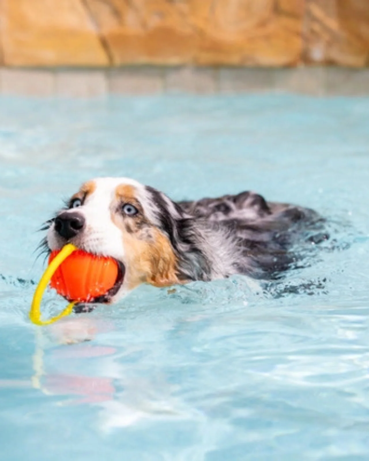 Hive Zoomer Launcher & Looped Ball Dog Toy (Made in the USA) - Image 7
