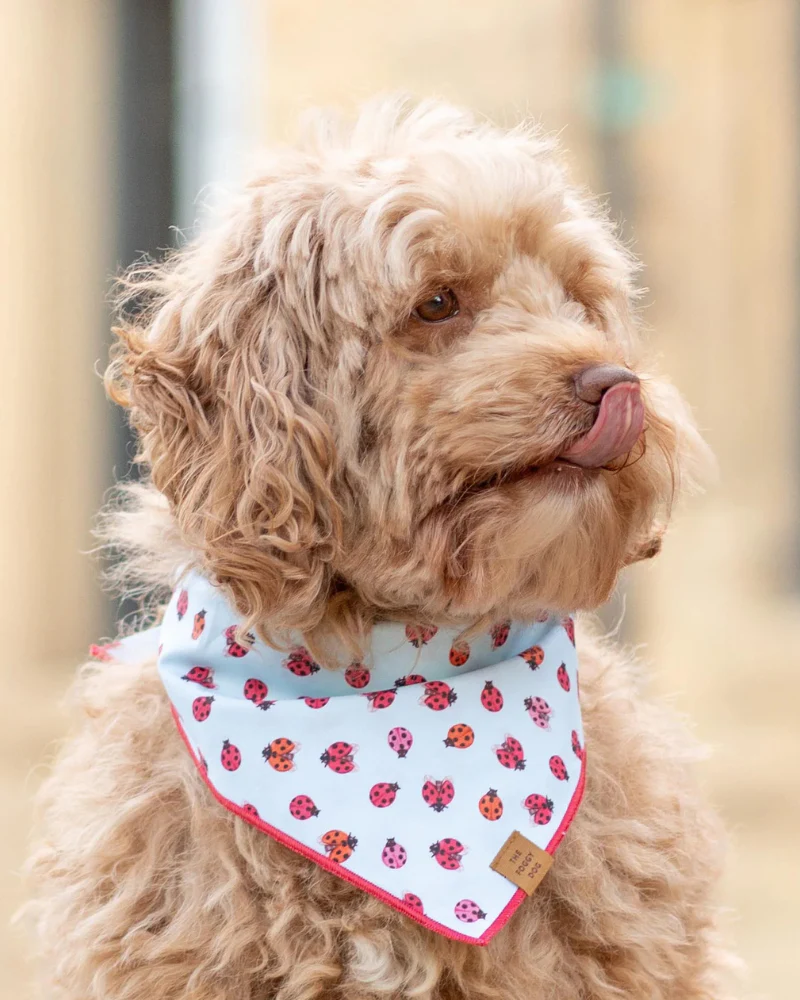 Love Bug Spring Dog Bandana (Made in the USA) (FINAL SALE) - Image 2