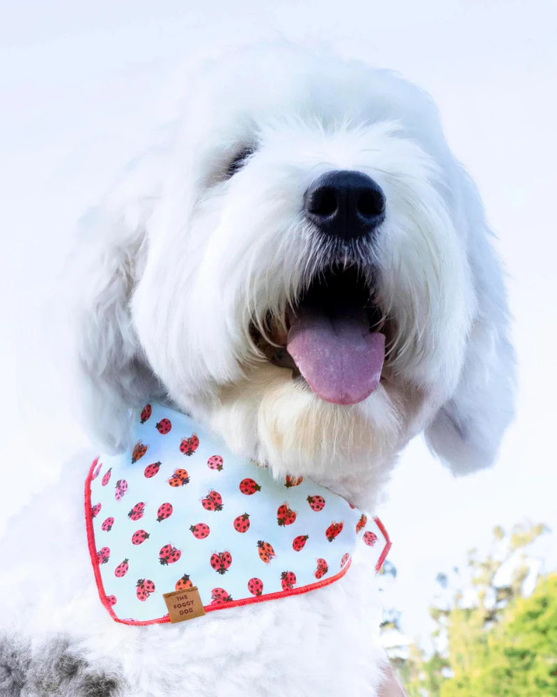 Love Bug Spring Dog Bandana (Made in the USA) (FINAL SALE) - Image 5