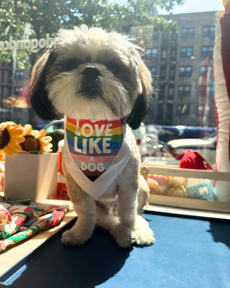 Love Like a Dog Pride Bandana - Image 5