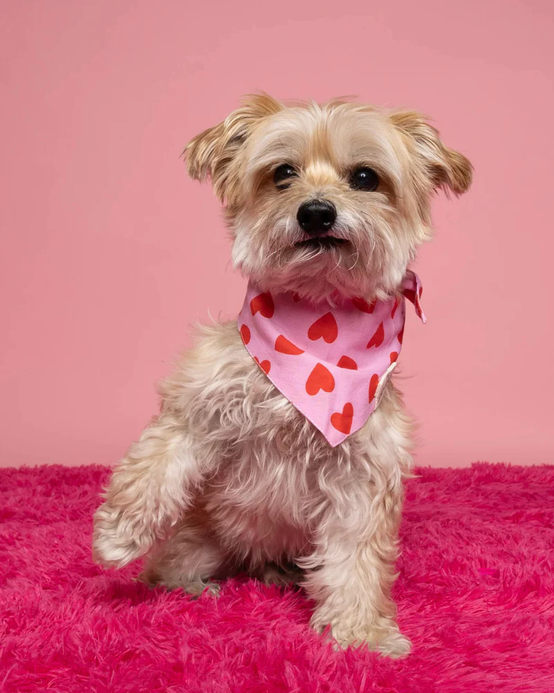 Lovesong Heart Dog Bandana (FINAL SALE)