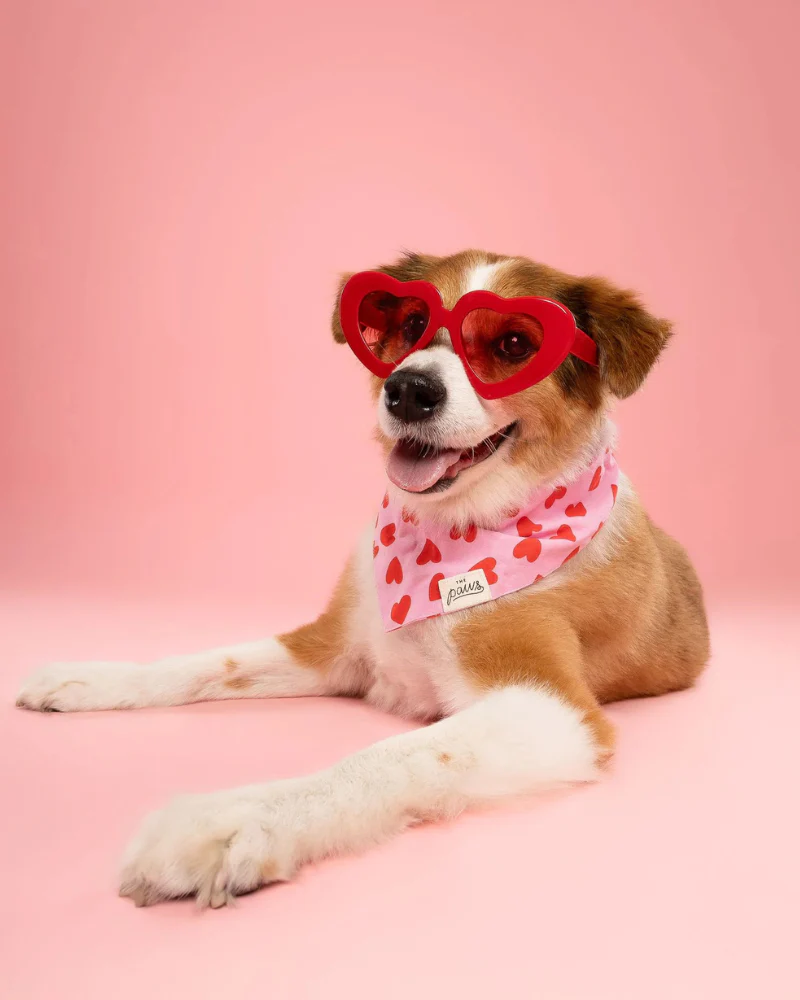 Lovesong Heart Dog Bandana (FINAL SALE) - Image 3