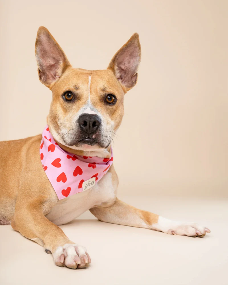 Lovesong Heart Dog Bandana (FINAL SALE) - Image 4