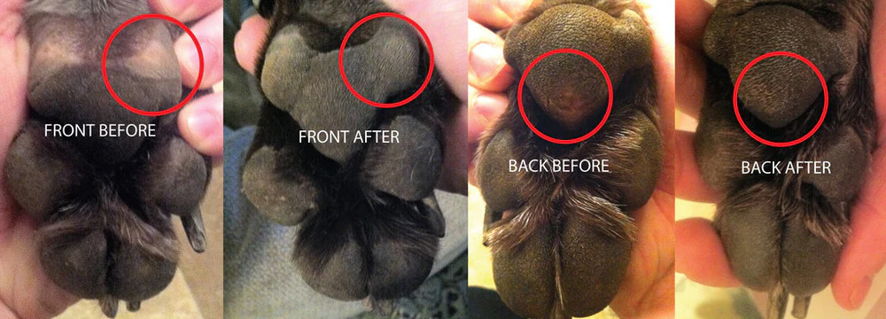LOYAL CANINE | No. 1 Pawmade Pad Protector - Image 4