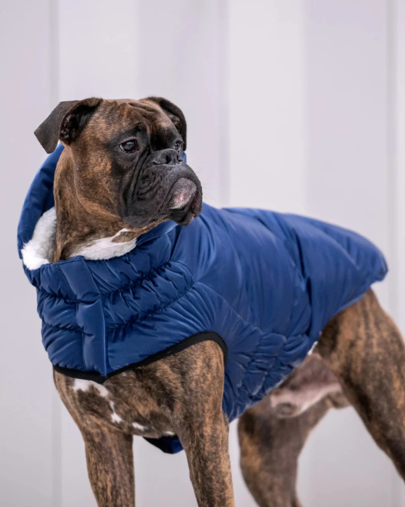 Lunar Glow Dog Parka in Blue - Image 6