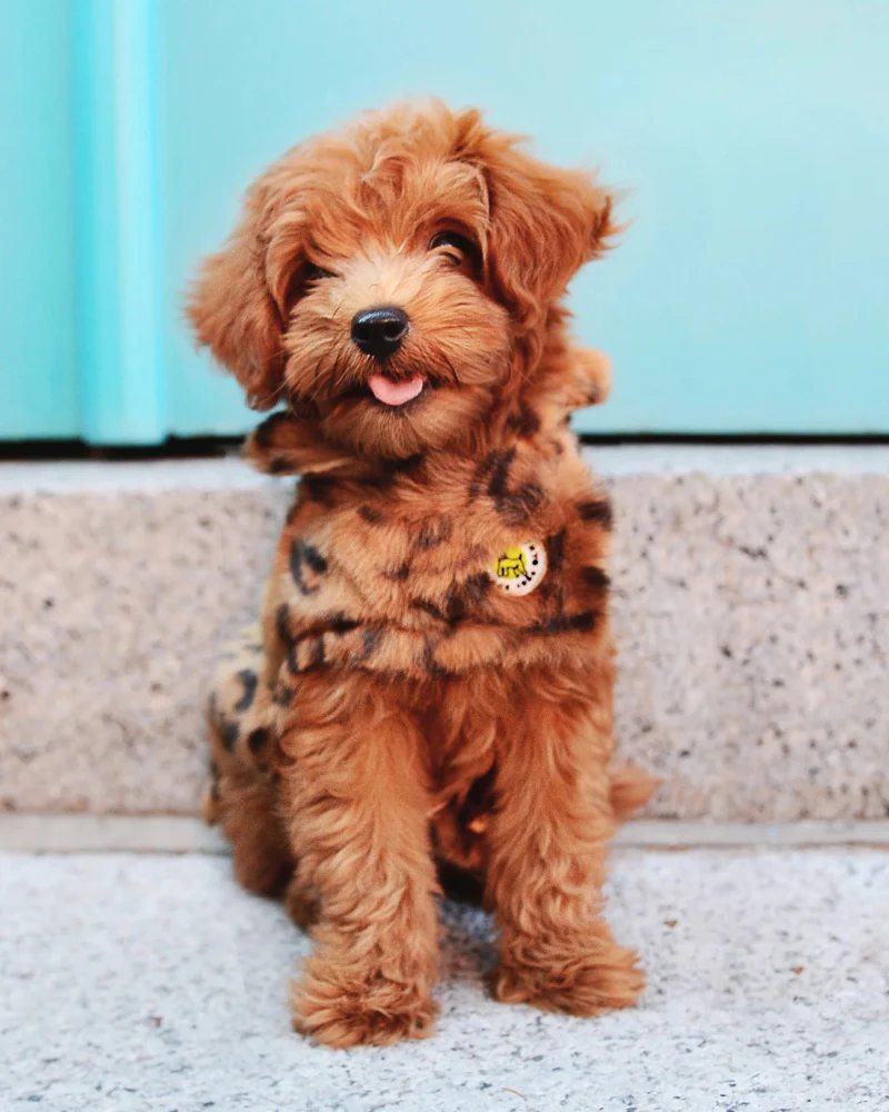 Luxe Leopard Faux Fur Dog Jacket (FINAL SALE) - Image 3