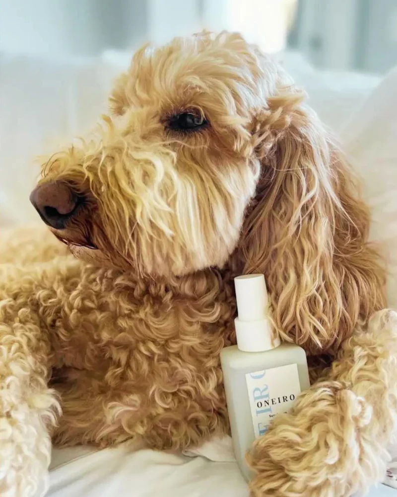 Luxury Citrus & Lavender Dog Multi Mist Spray - Image 2