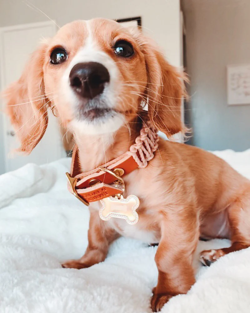Macrame & Leather Dog Collar in Blush w/ Caramel (Made in the USA) (CLEARANCE) - Image 6