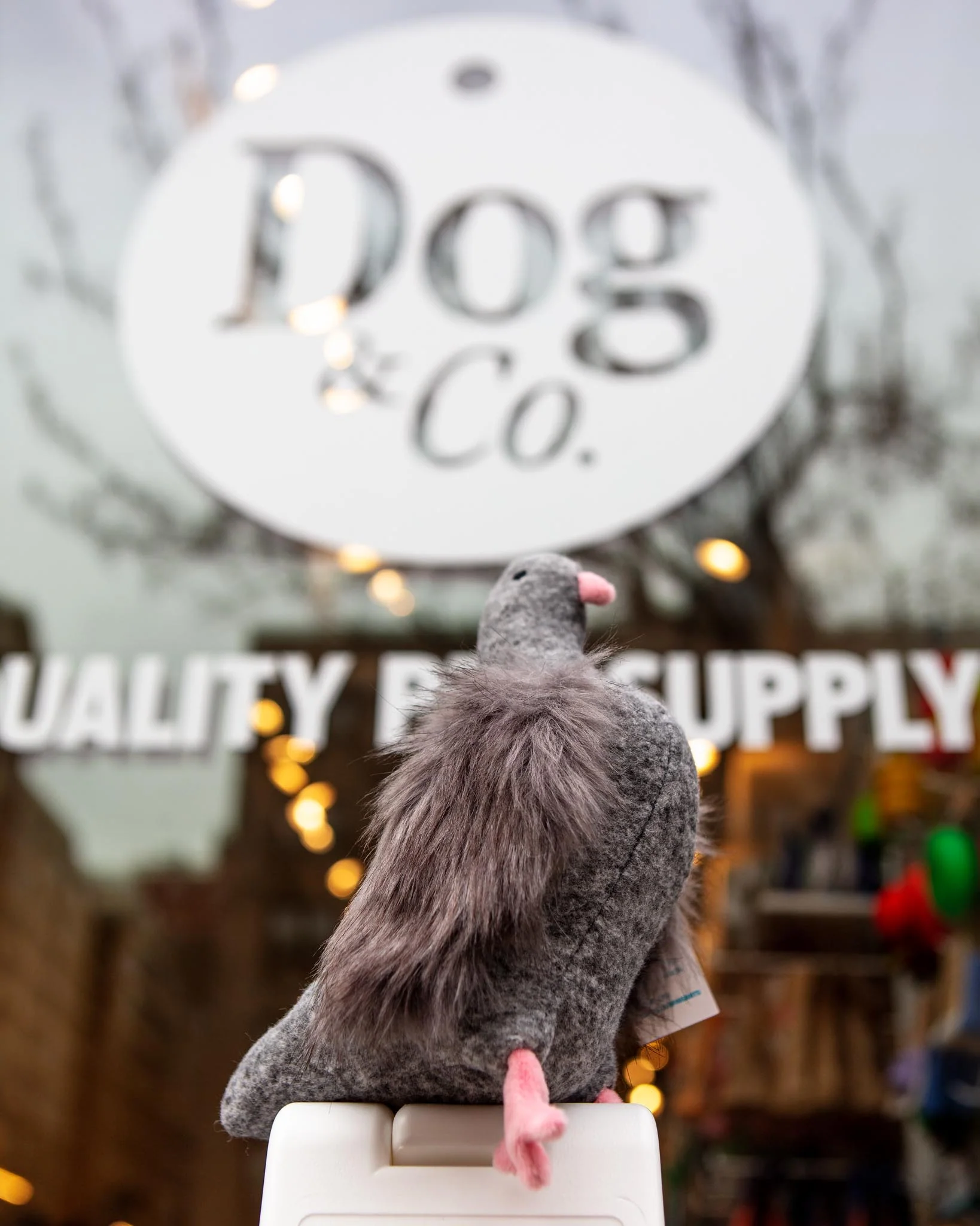Pecky Pigeon Squeaky Dog Toy - Image 3
