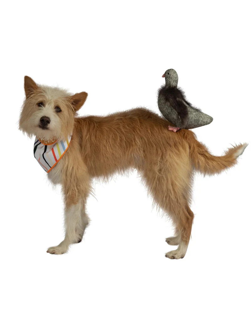 Pecky Pigeon Squeaky Dog Toy - Image 8