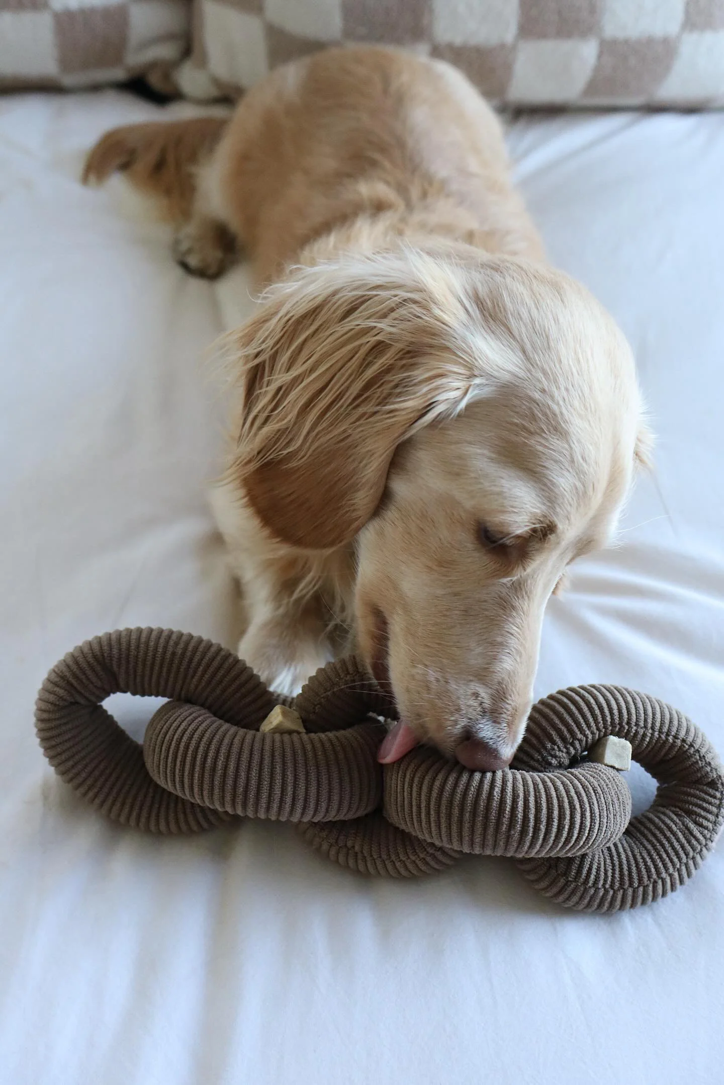 Many Links Plush Dog Toy (No Squeak) - Image 5