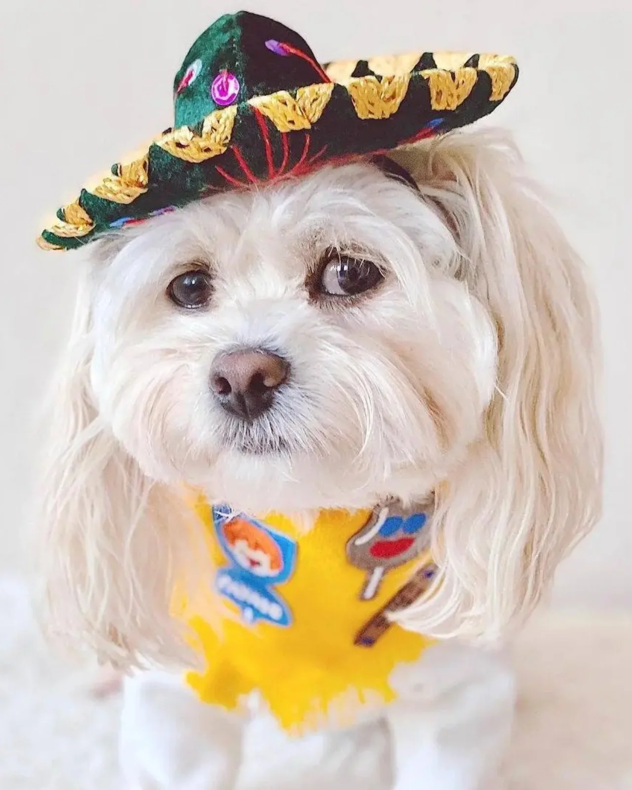 Mariachi Hat for Dogs & Cat - Image 4