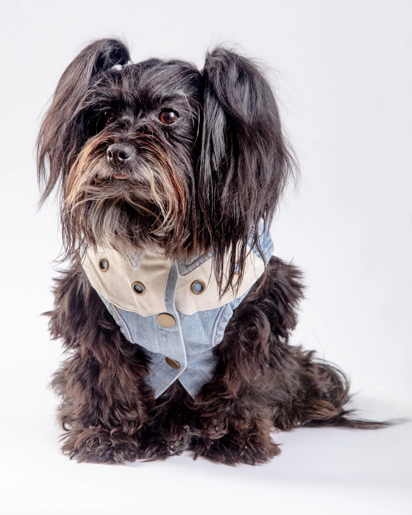 Maverick Denim Dog Shirt (FINAL SALE) - Image 4