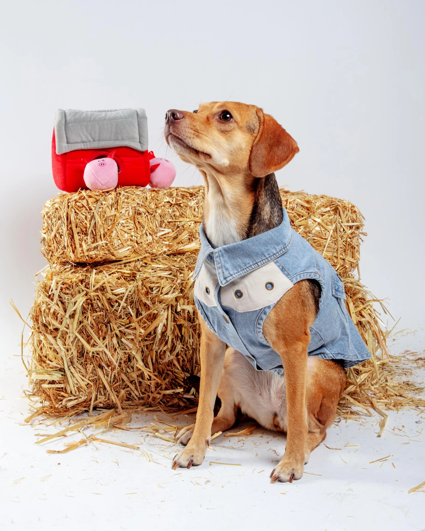 Maverick Denim Dog Shirt (FINAL SALE) - Image 7