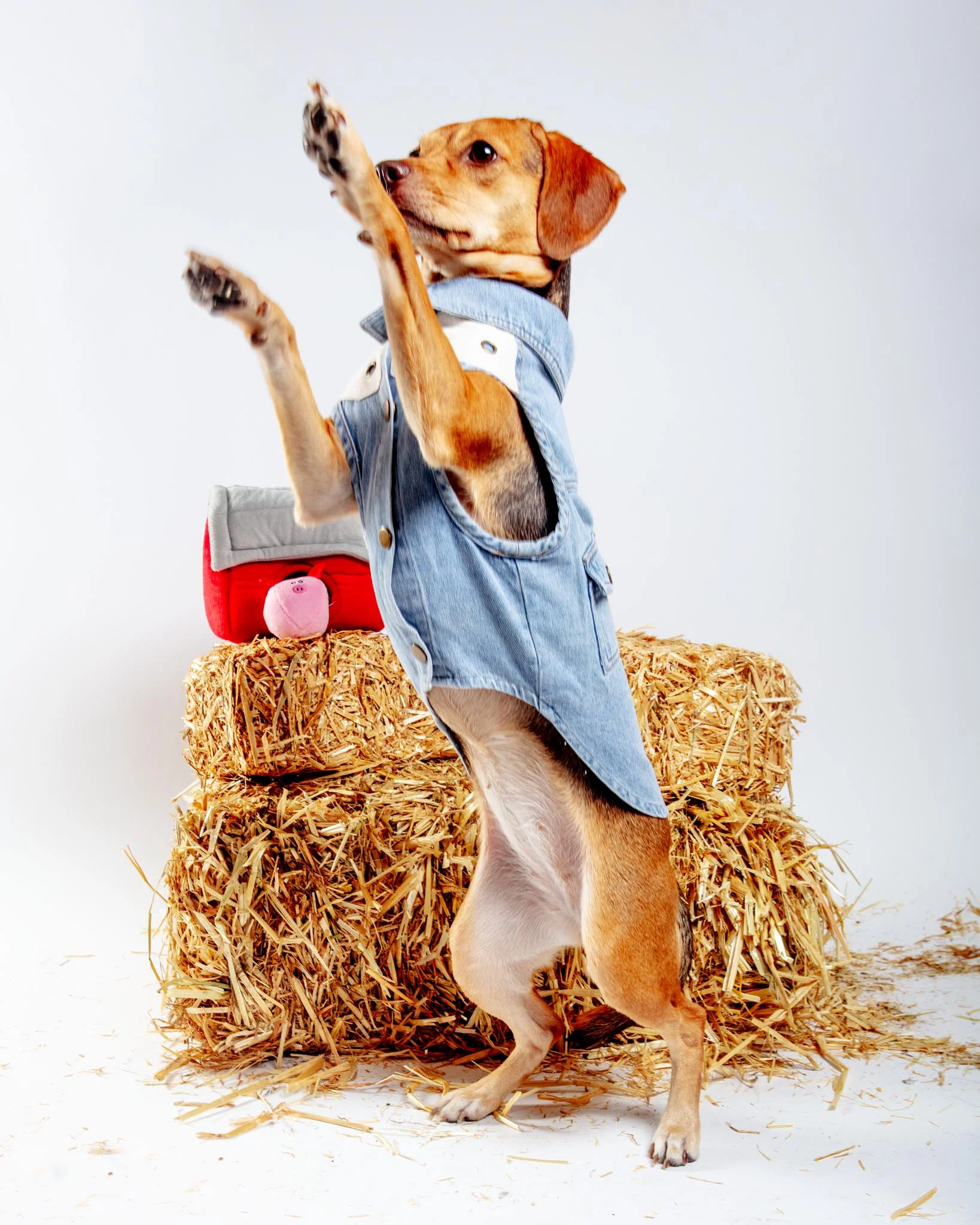 Maverick Denim Dog Shirt (FINAL SALE) - Image 8