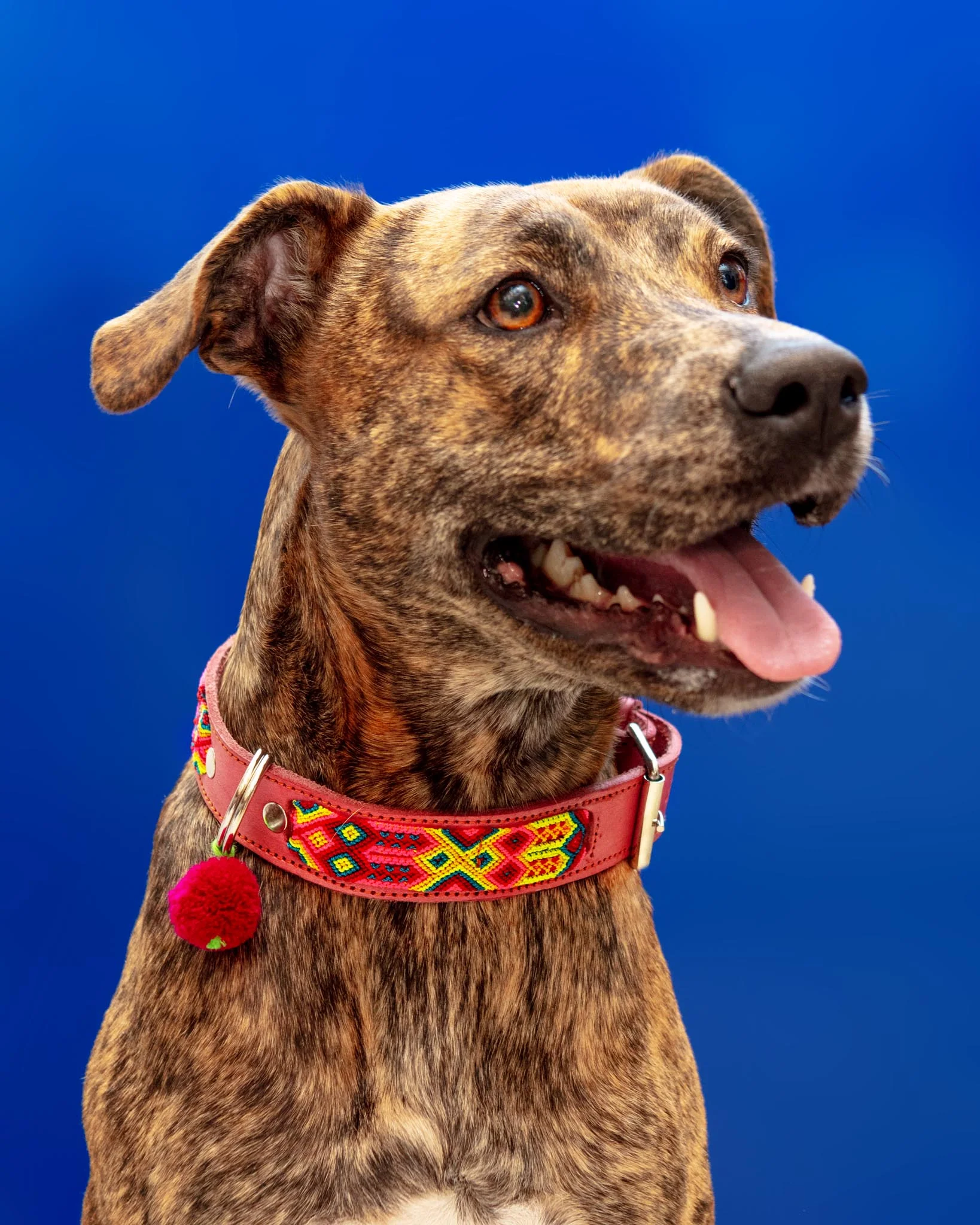 Mexican Boho Inspired Leather Pet Collars