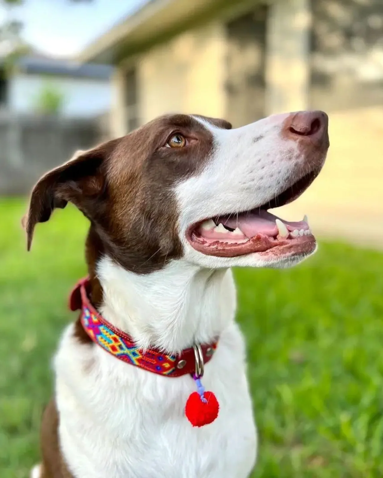 Mexican Boho Inspired Leather Pet Collars - Image 5