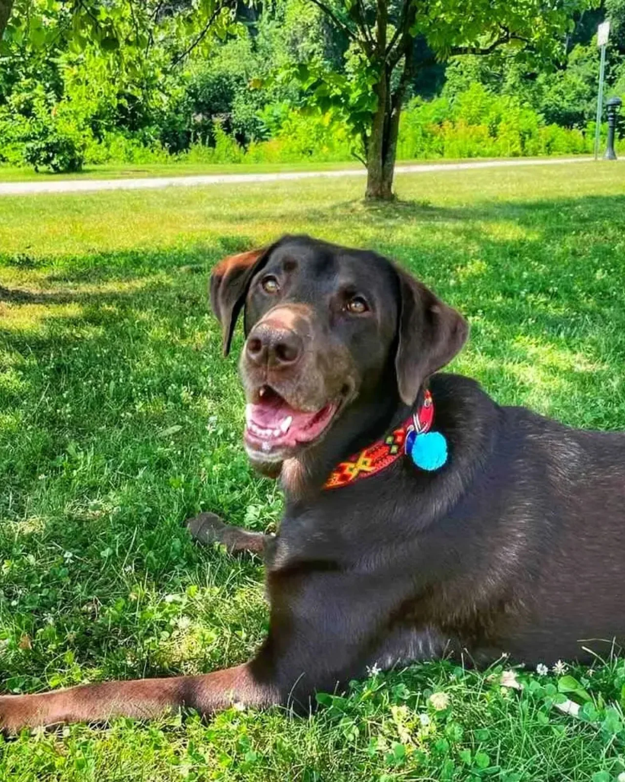 Mexican Boho Inspired Leather Pet Collars - Image 6