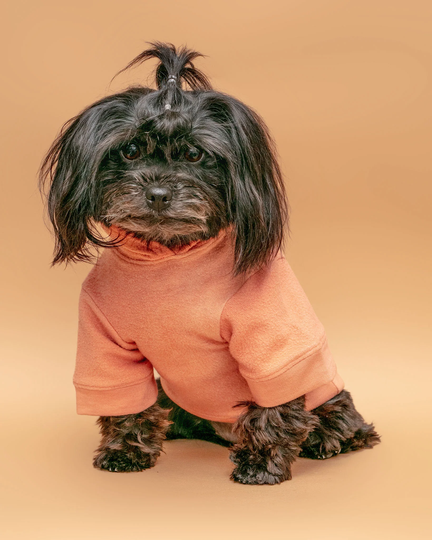 The Basics Dog Hoodie in Copper Terra << CLEARANCE >> - Image 2