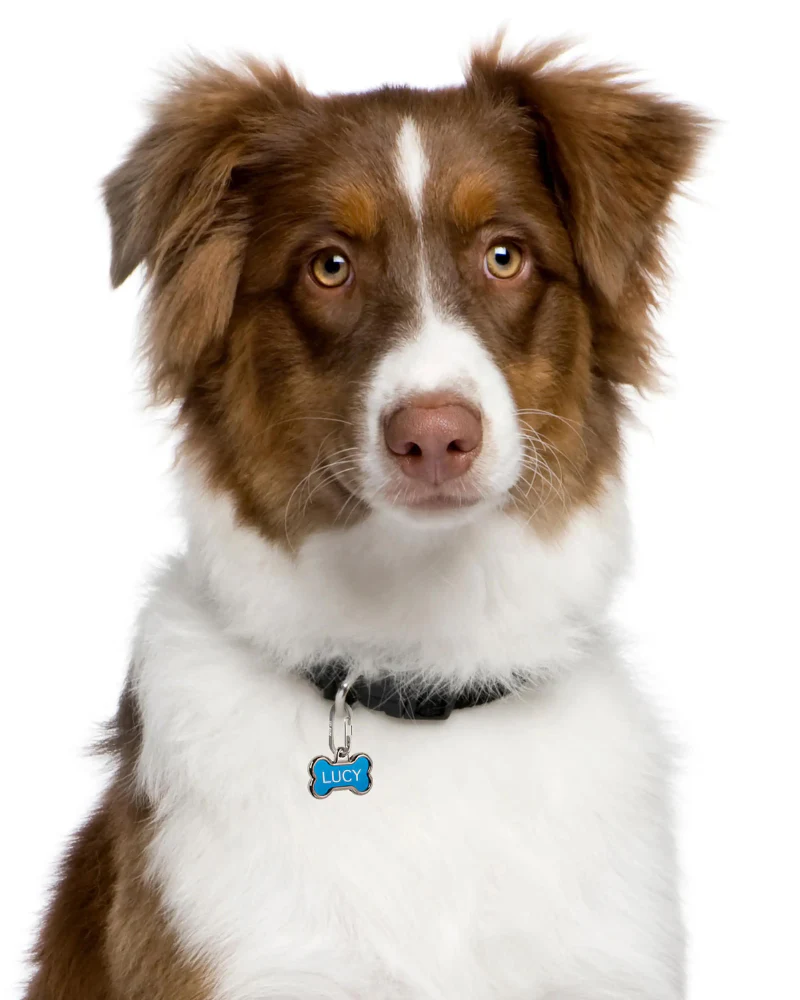 MicroLink® Pet Tag Carabiner (2-Pack) - Image 3