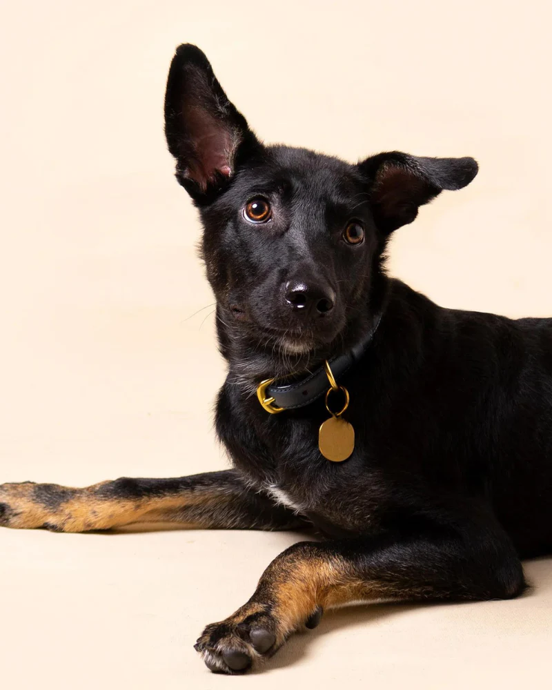 Midnight Leather Dog Collar (Made in Guatemala) - Image 4