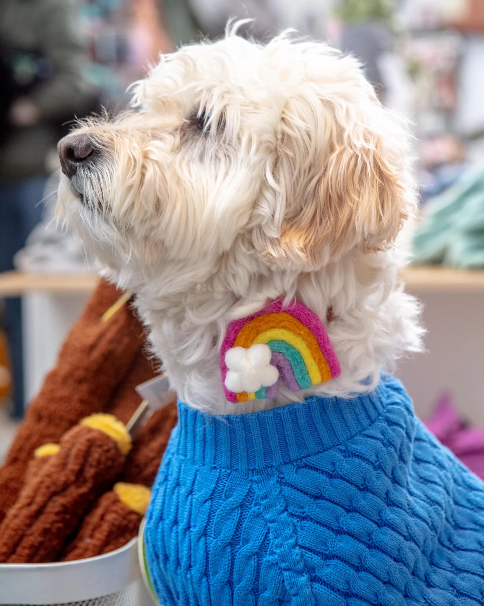 Rainbow Dog Collar Accessory (Made in the USA) (FINAL SALE) - Image 3