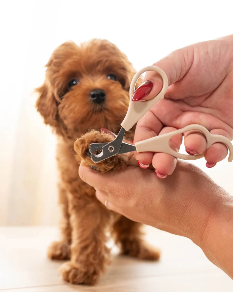 Mini Dog Nail Clippers - Image 2