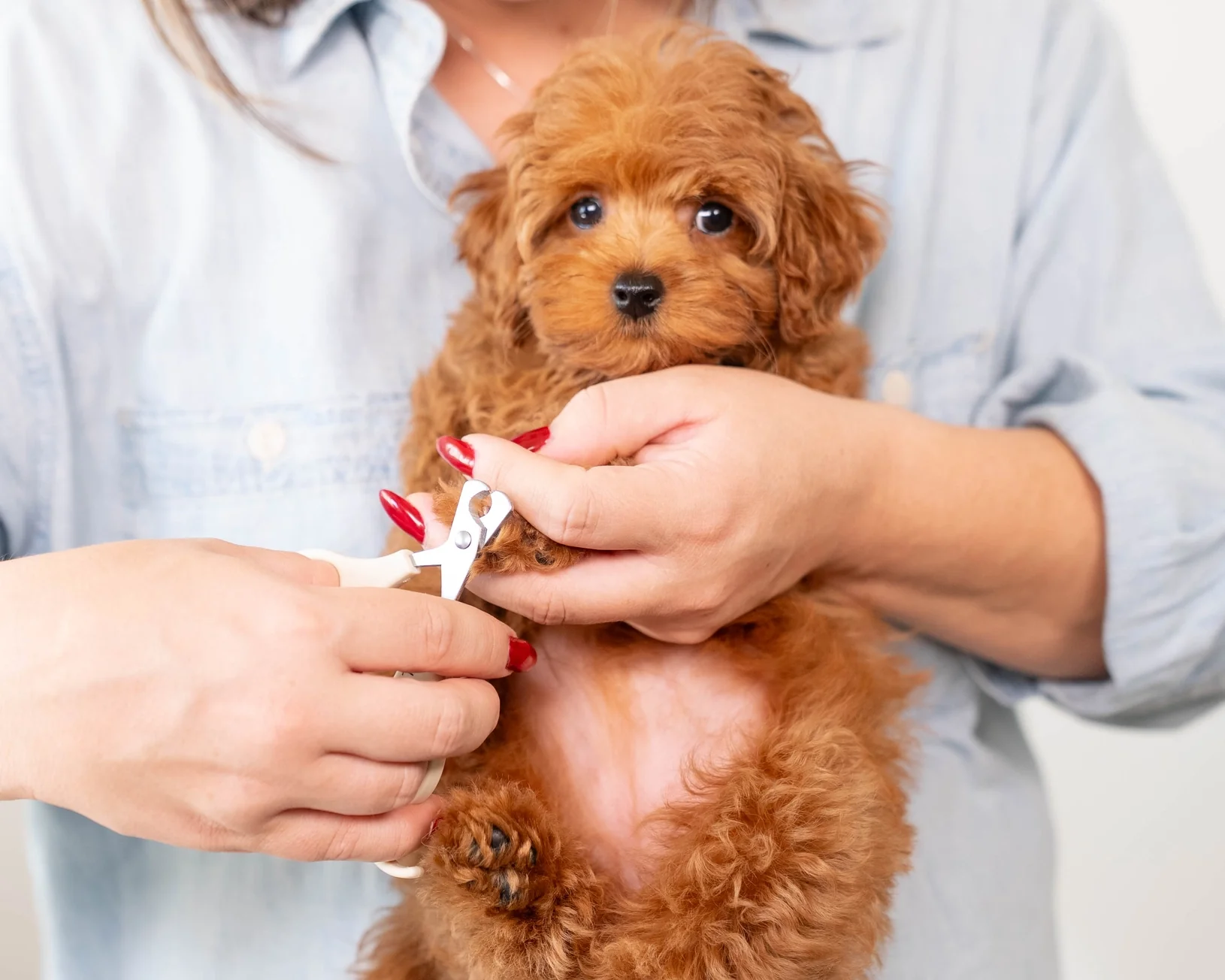 Mini Dog Nail Clippers - Image 4