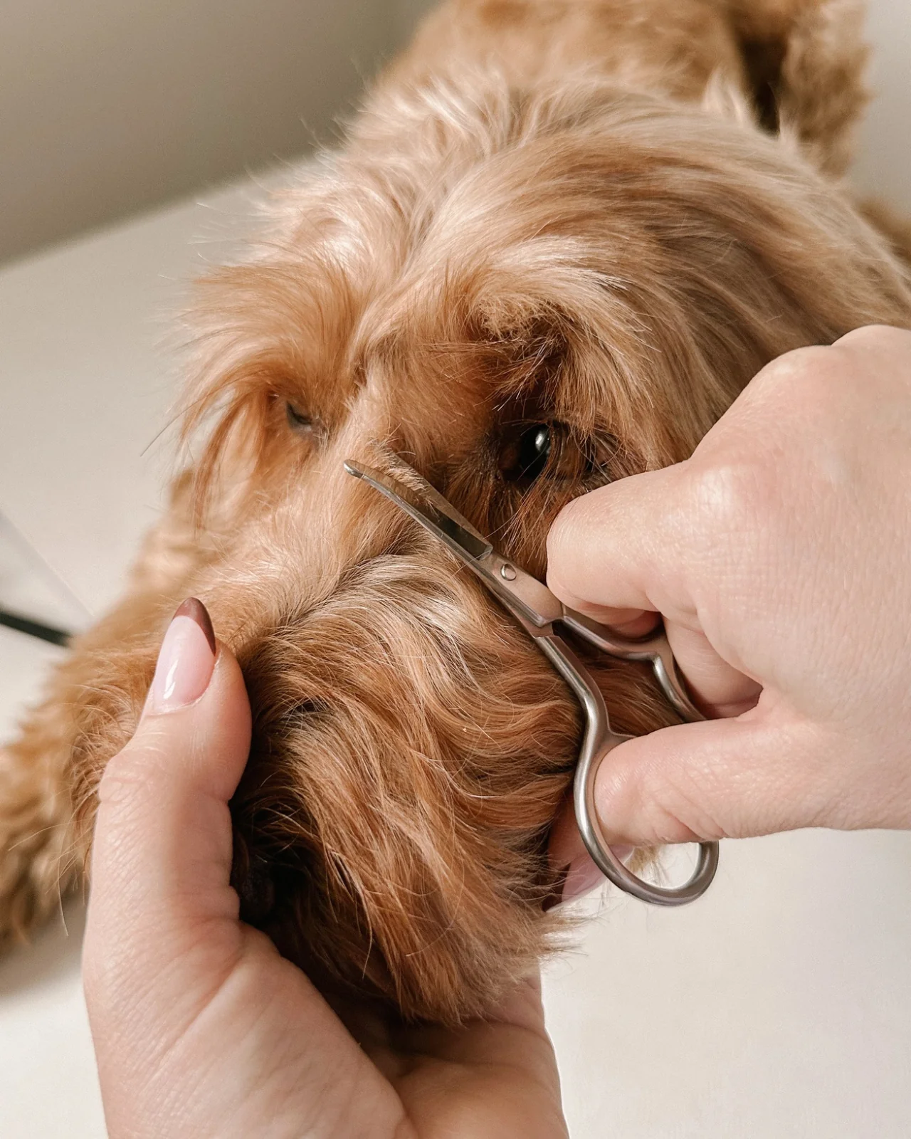 Mini Dog Safety Scissor - Image 5
