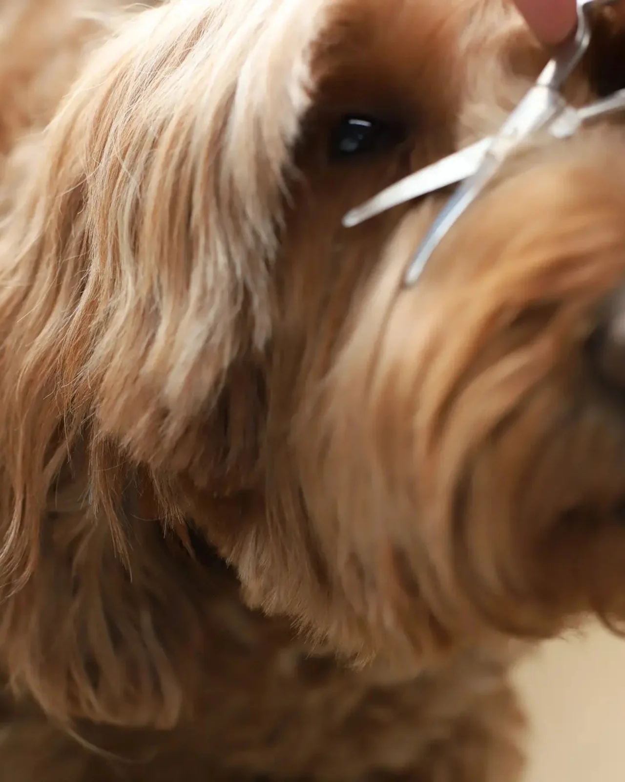 Mini Dog Safety Scissor - Image 6